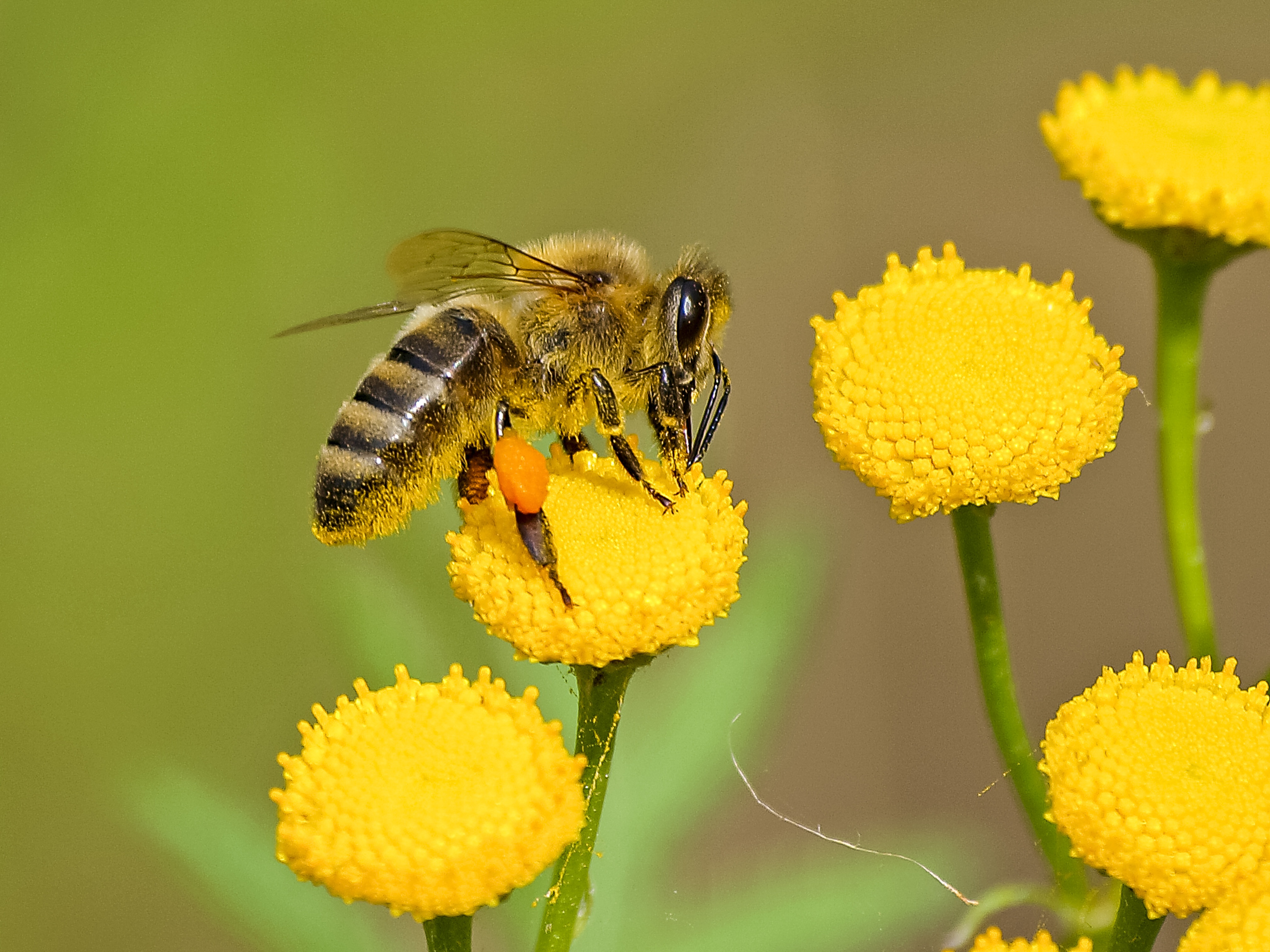 Εισαγωγή στη μελισσοκομία CS101